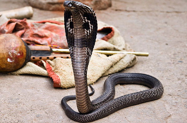 Шамиль Зиатдинов