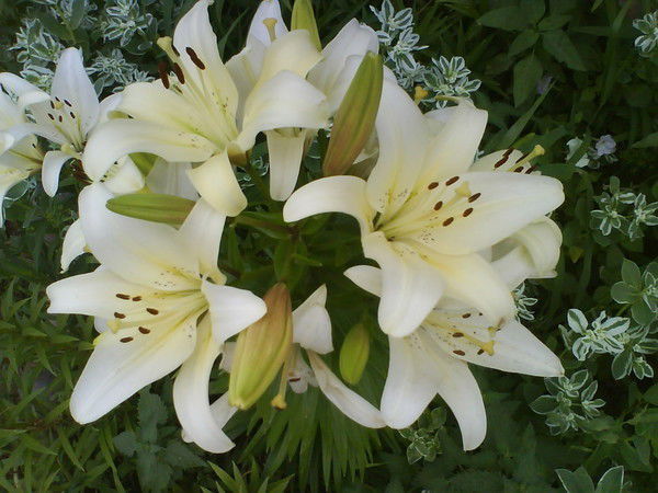 Марина Мазина