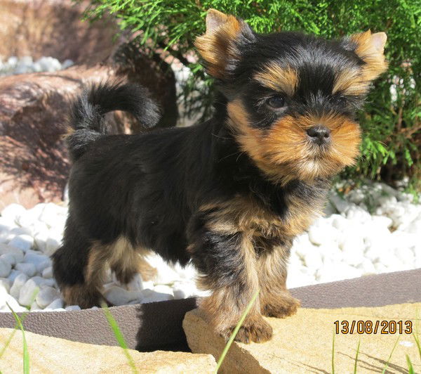 Елена Зандер