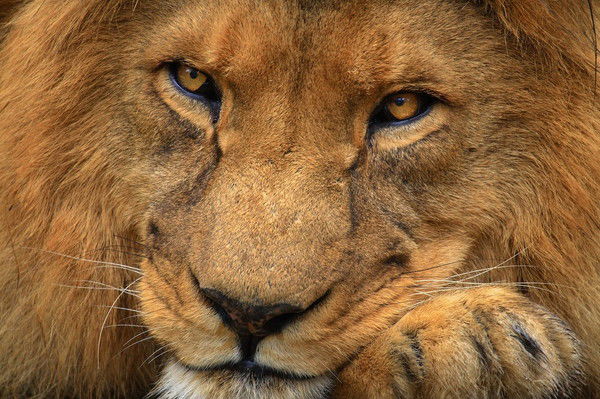 Андрей Сидоренко