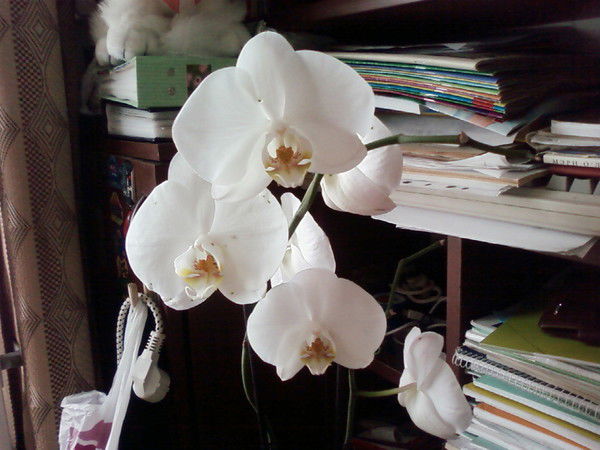 Татьяна Обухова