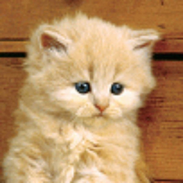 Наталья Шулейко