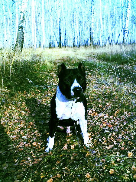 Ирина Шенец