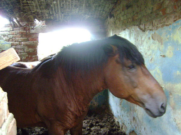 Александр Ломоносов