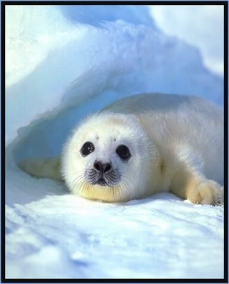 Алиса Зубкова