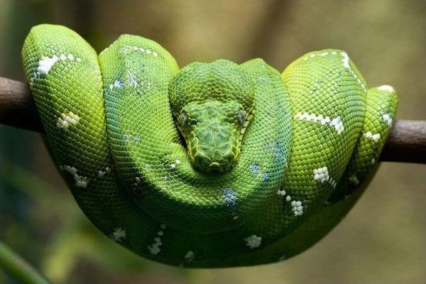 Алексей Бедрин