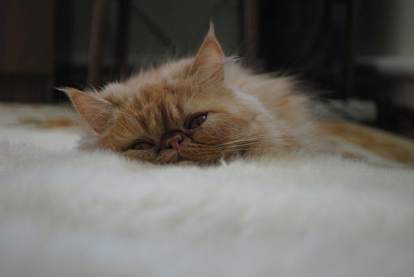 Оксана Шостак