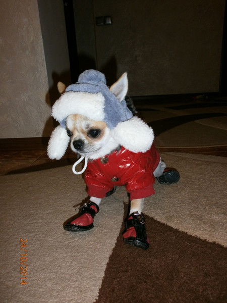 Анатолий Малашок