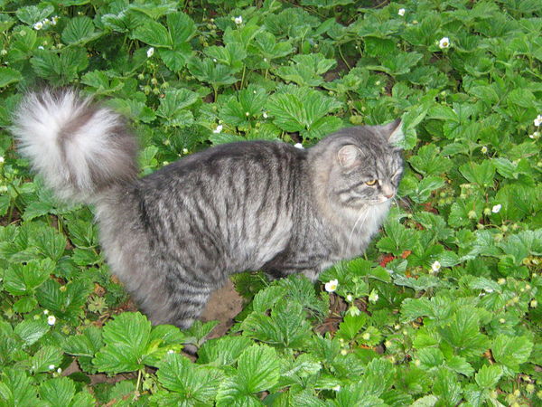 Павел Легоньков