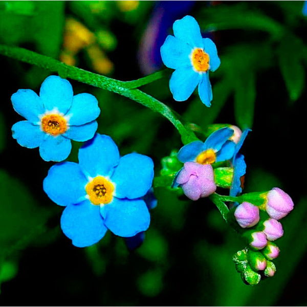 Анастасия Довгалюк