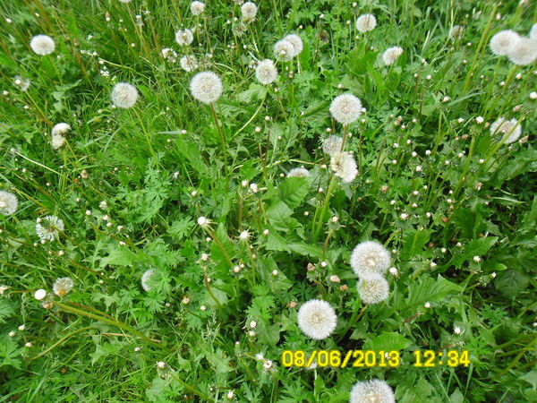 Александр Ковалев