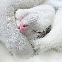 Светлана Лысенко