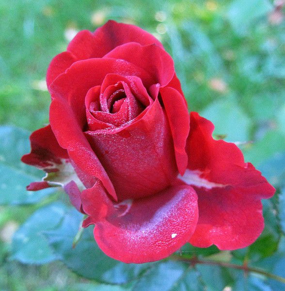 Галина Соболева