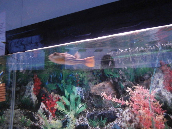 Александр Федотов