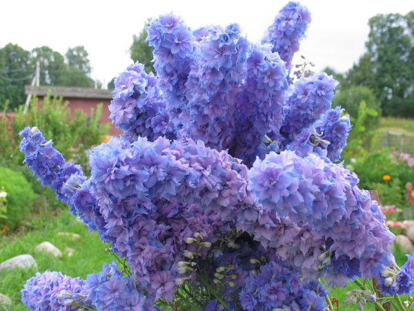 Лена Блинова