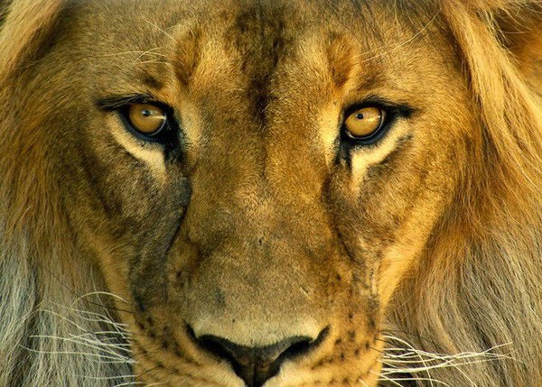 Аскар Узбаев