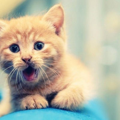 Анастасия Арефьева