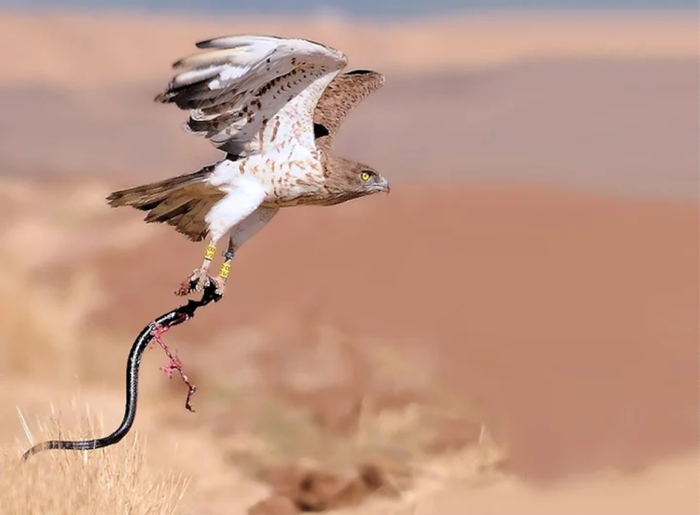 Мага Неузнаваемый