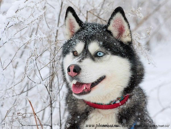Алексей Потапов