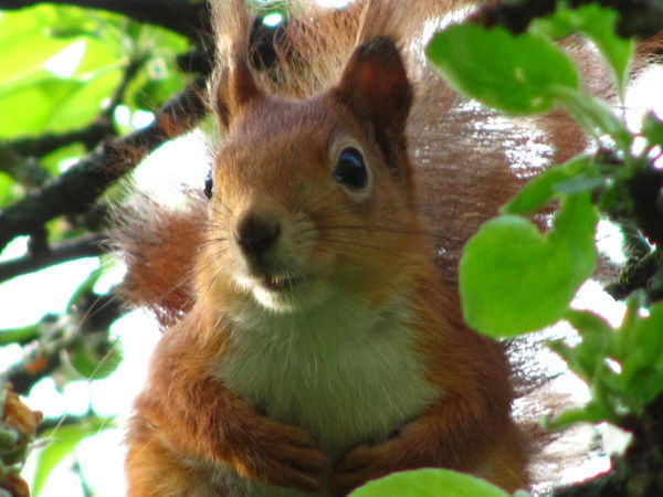 Лара Лебедь