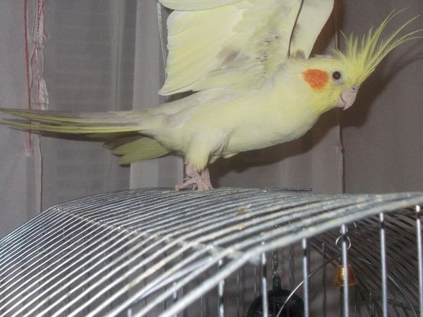 Катюшка Качур