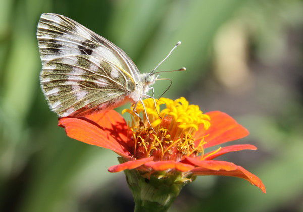 Катя Павлова