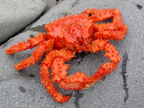 Вадим Рыбаков