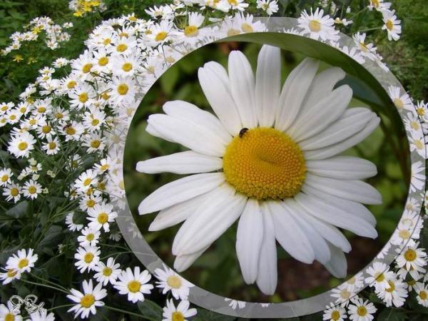 Фируза Саидова