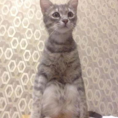 Кошка Крымская