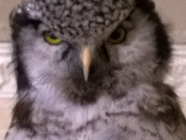 Александр Соколов