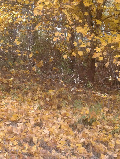 Светлана Долгих