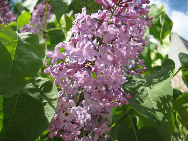 Люда Мочкаева