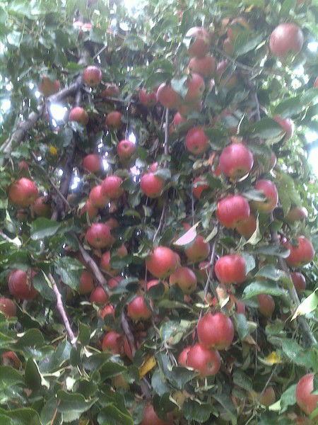 Алтынай Сайпидинова