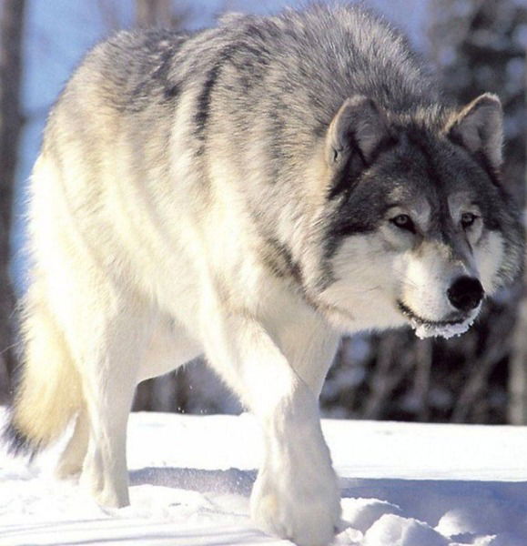 Серега Палий