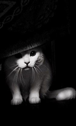 Елена Иванченко