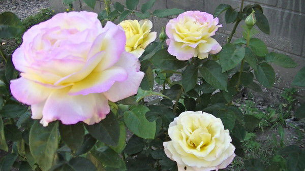 Маргарита Смирнова