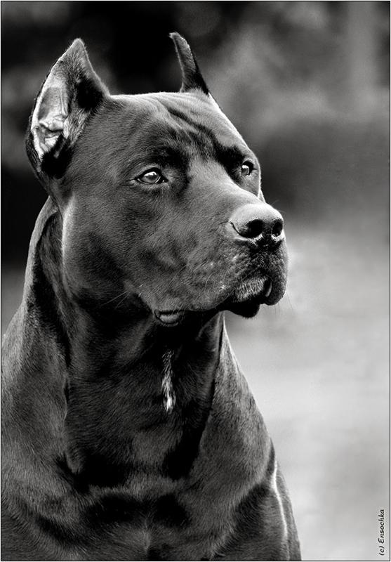 Антон Миллер