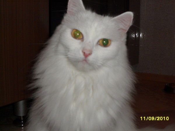 Татьяна Гребёнкина