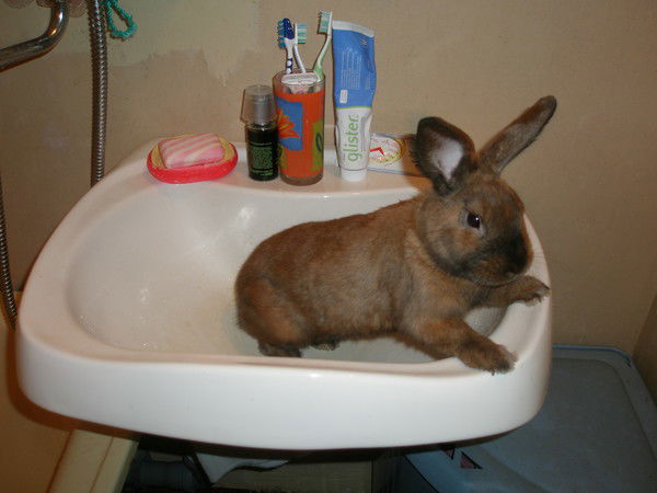 Елена Родина