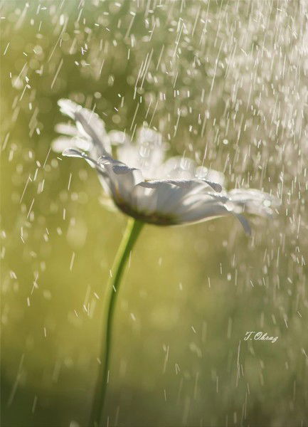 Юлия Шамрина