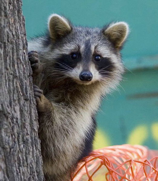 Татьяна Диасамидзе