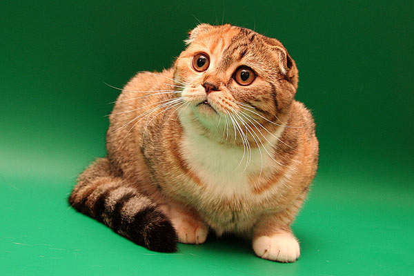 Кирилл Беляев