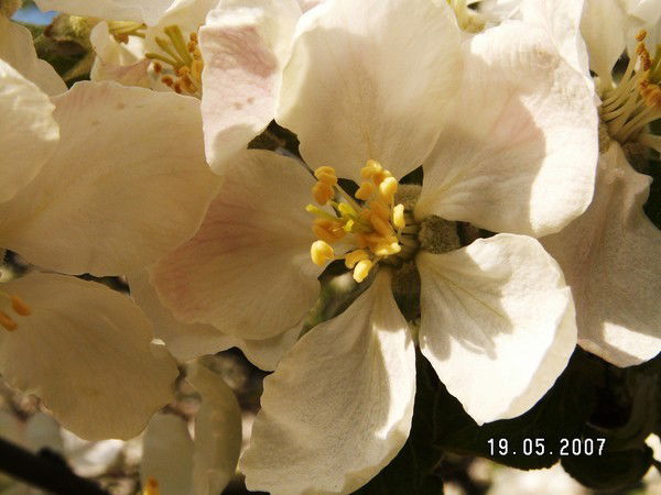 Ольга Новикова