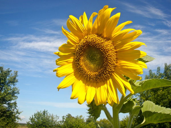 Марина Еременко