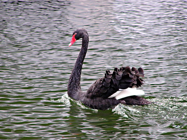Елена Лебедева