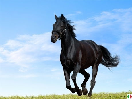 Сko Сззи Гвк Гт