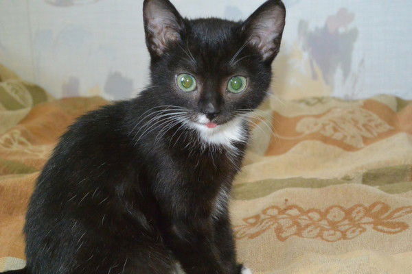 Светлана Светличная-Лана