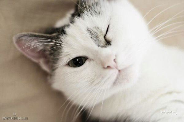 София Алексеюк