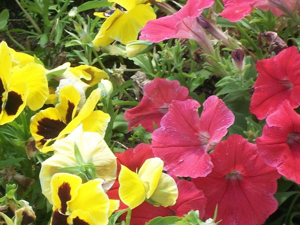 Елена Румянцева