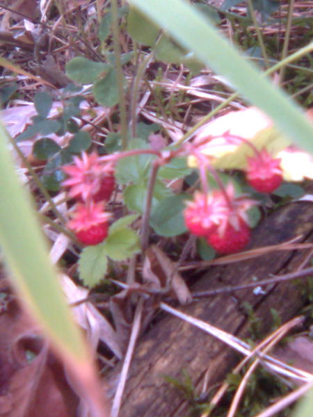 Евгения Кузнецова